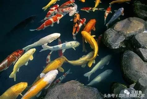 鴻運錦鯉|風水錦鯉:所屬風水魚